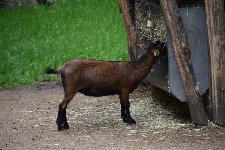 Goat Animal Horns