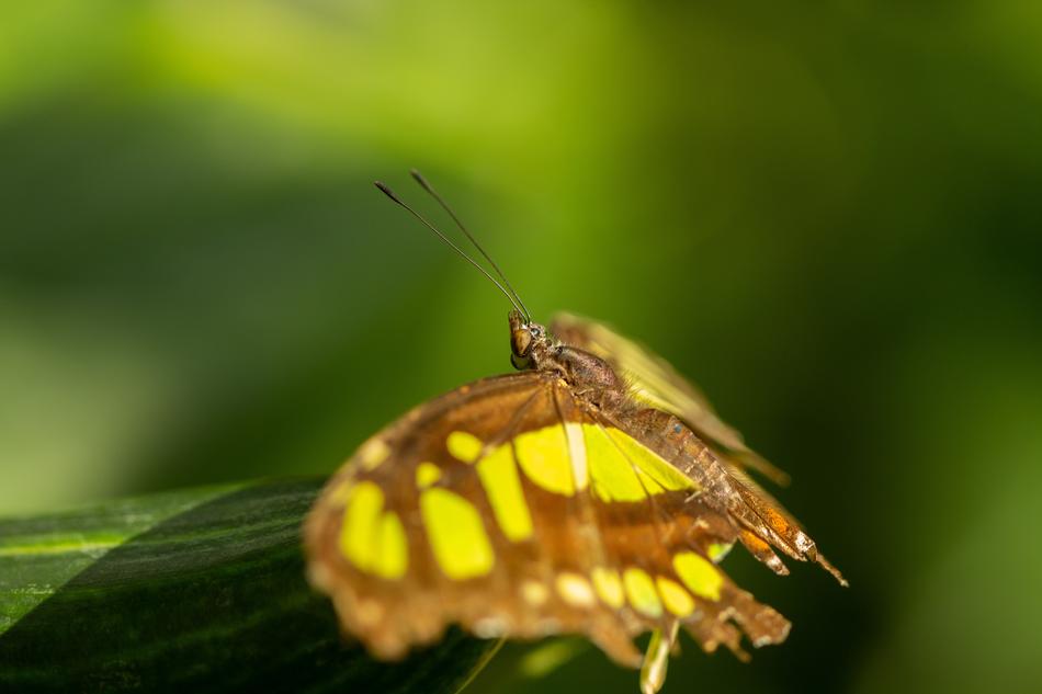 Butterfly Insect Leaf