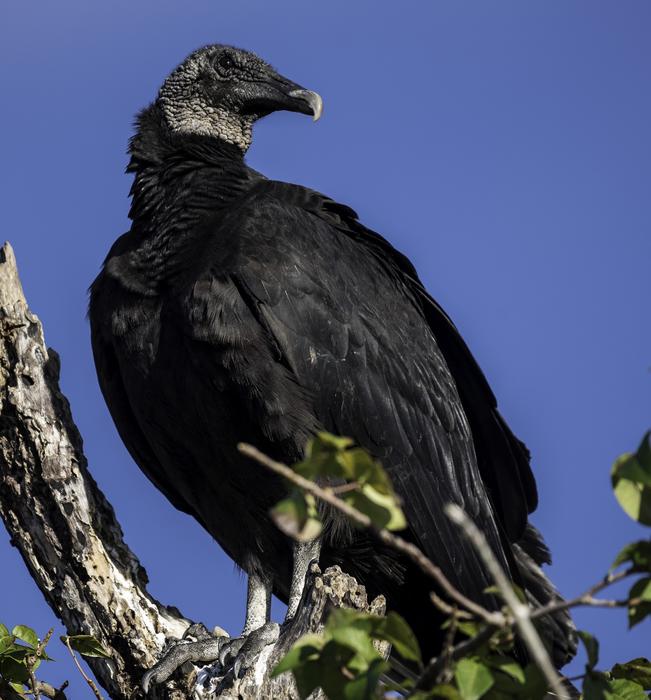 Vulture Bird Of Prey Carrion feeder
