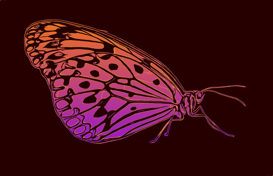 butterfly bug insect nature