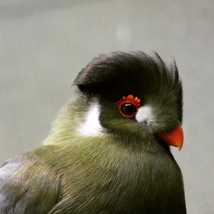 Bird Zoo Nature