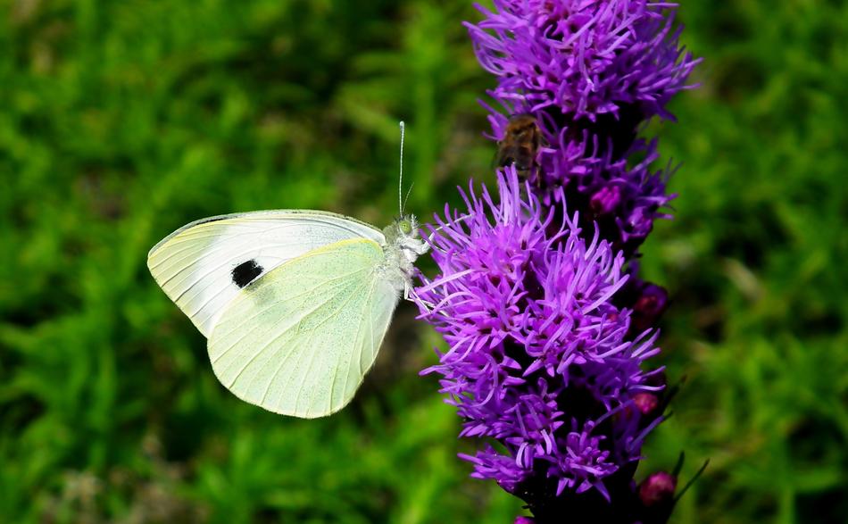 Butterfly Insect Flower Latria