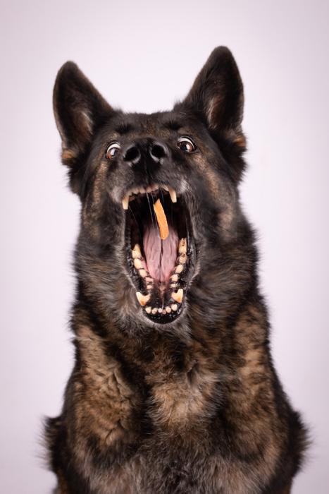 Dog Schäfer Guard