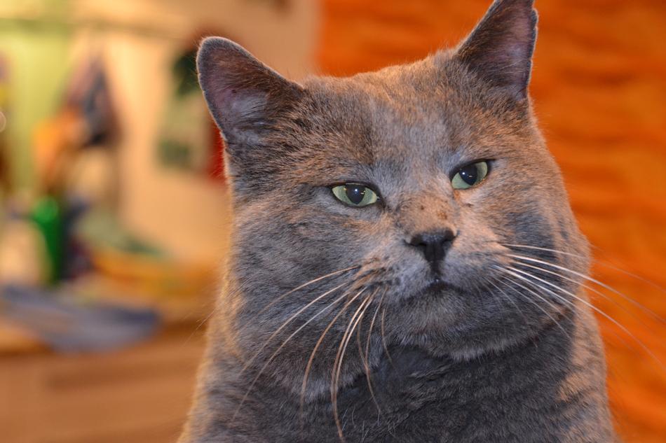 Cat Domestic Pet