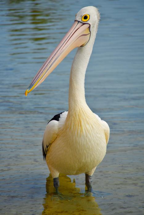 Pelican Bird Water
