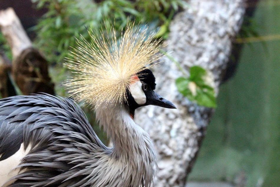 Crane Bird Crowned