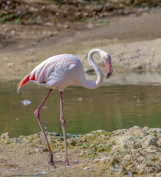 Flamingo Bird Pink