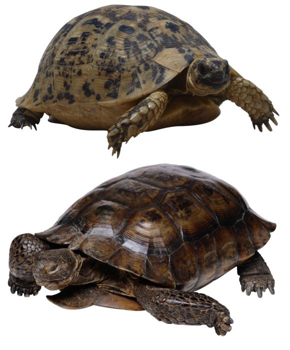 Turtle Isolated Tortoise