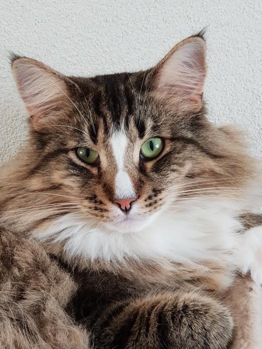gorgeous cat with green eyes