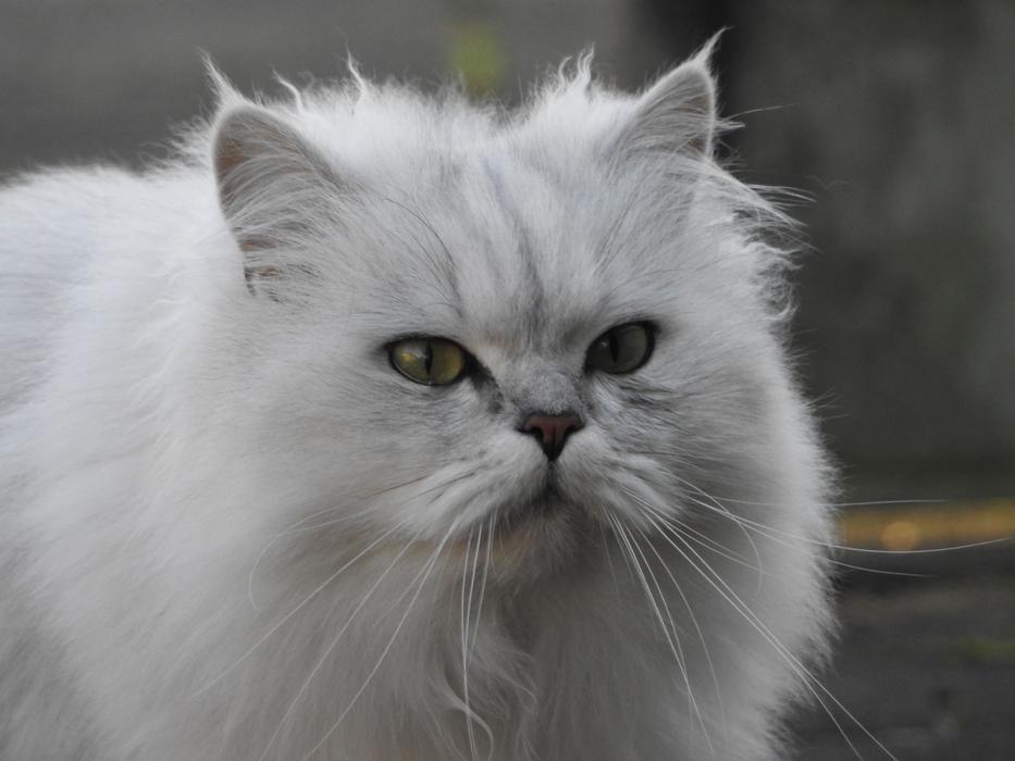 white furry cat