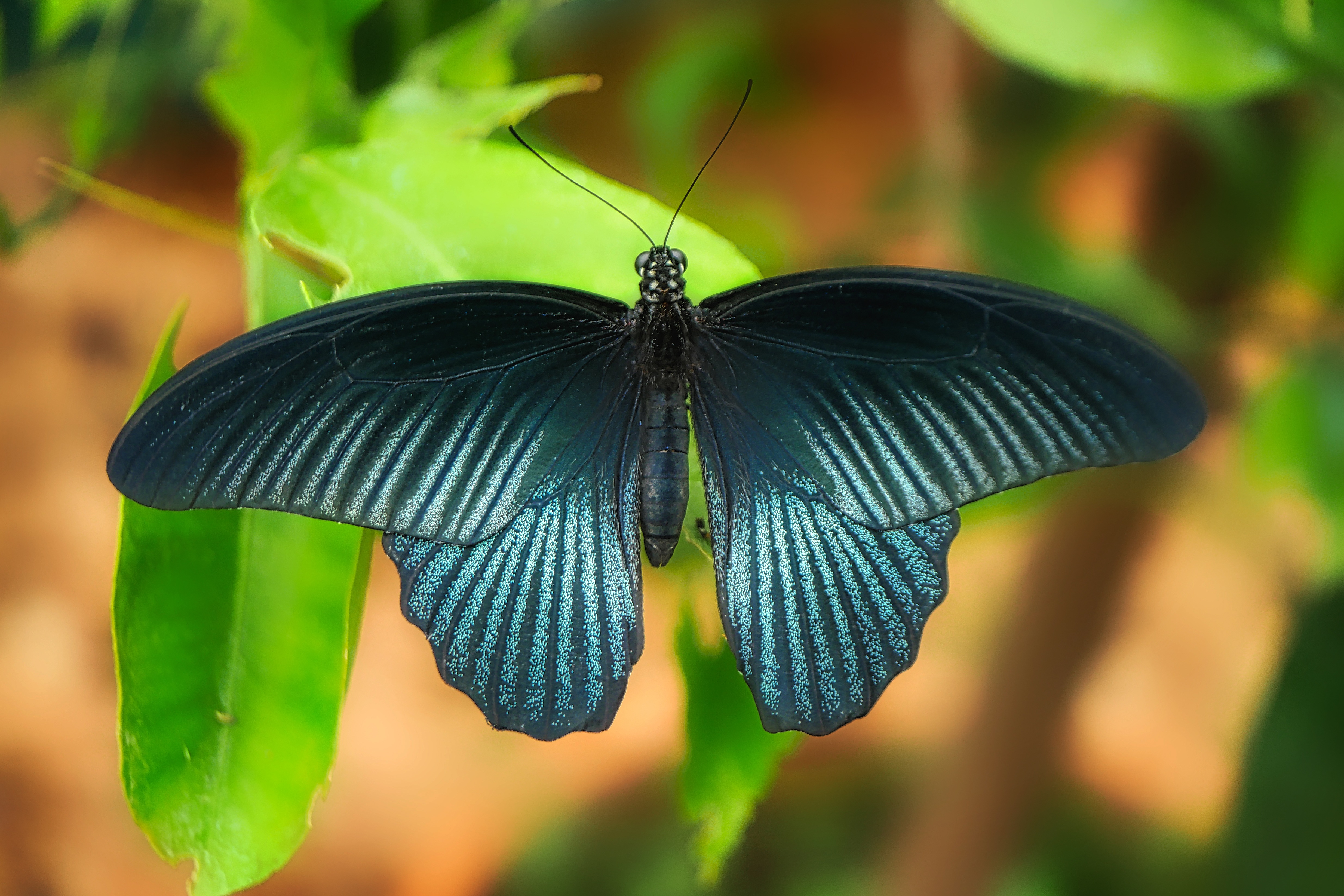 Фотокаталог членистоногих: Голубянка эвмедон (Eumedonia eumedon)