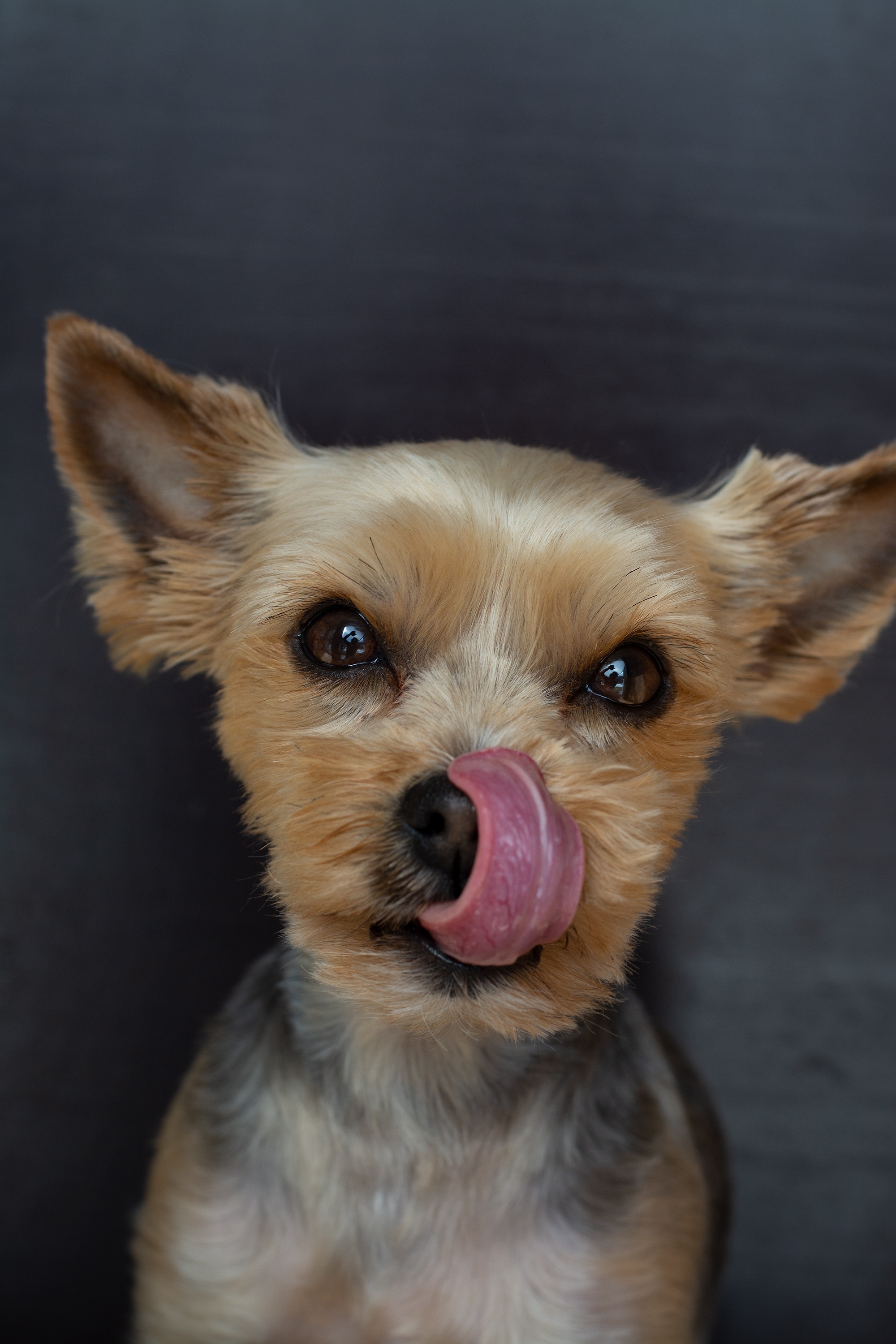 Furry dog licks his nose free image download