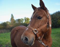 Horse Mare Equine