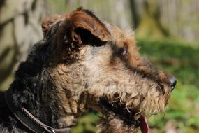 Dog Terrier Forest