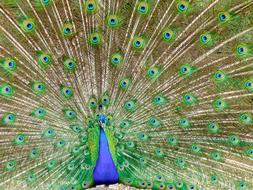 Peacock Color Bird