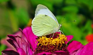 Butterfly Insect Flower