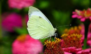 Butterfly Insect Summer