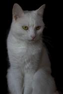 Cat Animal Animals White