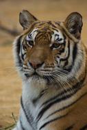 Tiger Cat Stripes