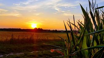 Sunset Cornfield Nature