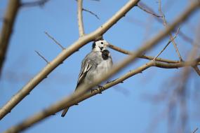 Animal Bird White Wagtail