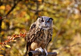 Owl Bird Feather