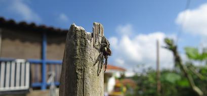 Insect Spider Arachnid