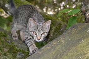 Cat Animal Young