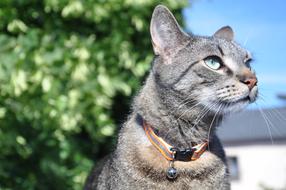 Cat Eyes Cat'S Eye