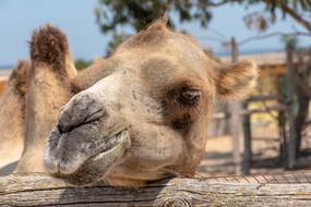 Camel Animal Desert
