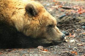 Brown Bear Portrait Zoo