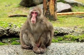 Wet Monkey Tired