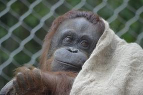 Orangutan Pink Zoo