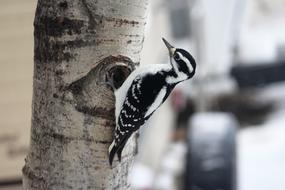 colored woodpecker on a pole