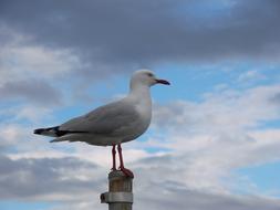Seagull Bird Sky