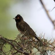 Black Bird Tropic Desert