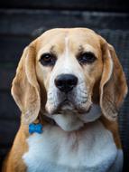 Dog Hound Animal