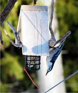 Bird Feeding