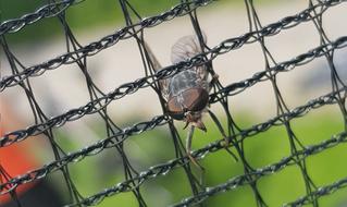Mucha Insect Prison