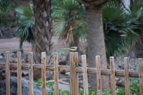 Grey Wagtail Bird Yellow