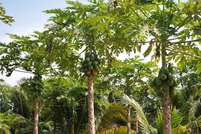 ripe fruit on tropical trees