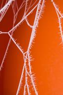 Frozen Spider Web