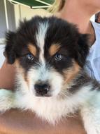 a colored puppy in his hands