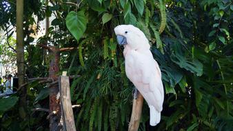 Parrot Parrots Animals Colorful
