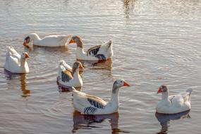 Geese Bird Waterfowl