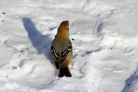 Bird Watching Pine Grosbeak