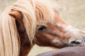 Pony Horse Animal