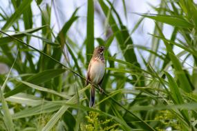 bird in Green Grass