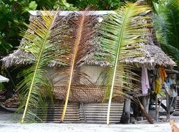 Hut Grass Tropical