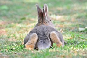 Rabbit Grey Bunny